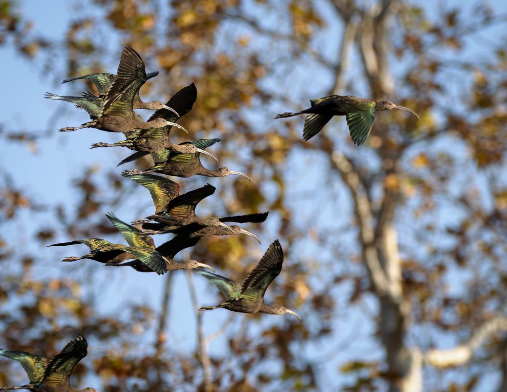 White Faced Ibis