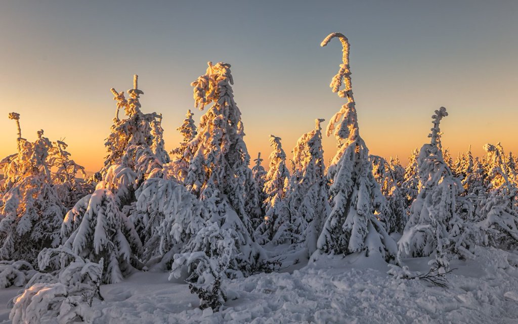 Brodziec piskliwy