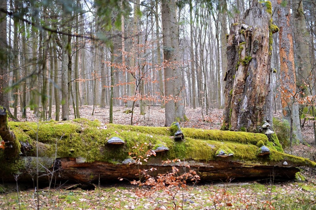 Roztocze