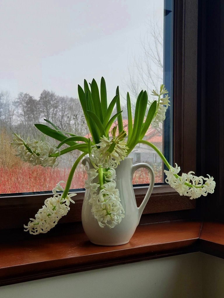 Hiacynt w ksztacie bonsai ...;D