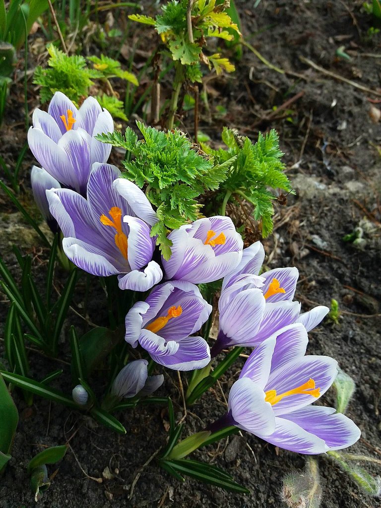 Krokusiki ....