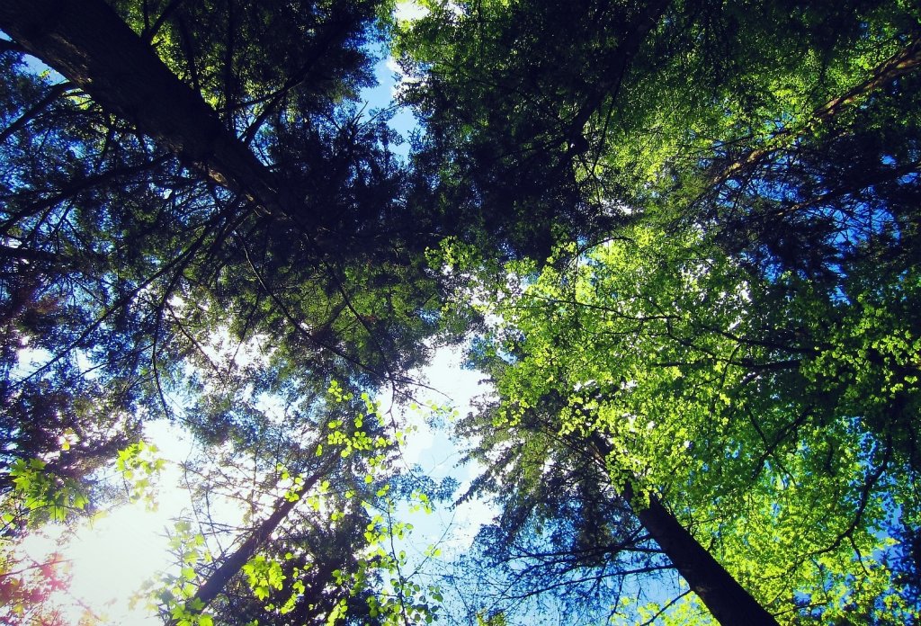 Forest. Insp.