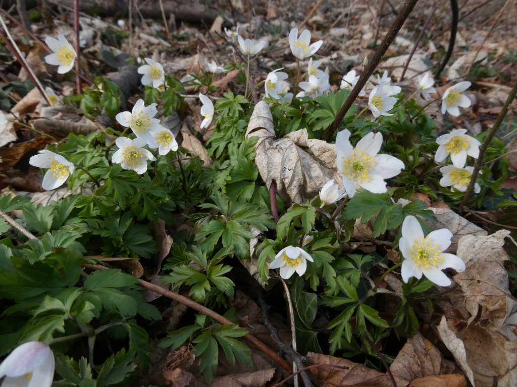 Wiosna wypatrzona