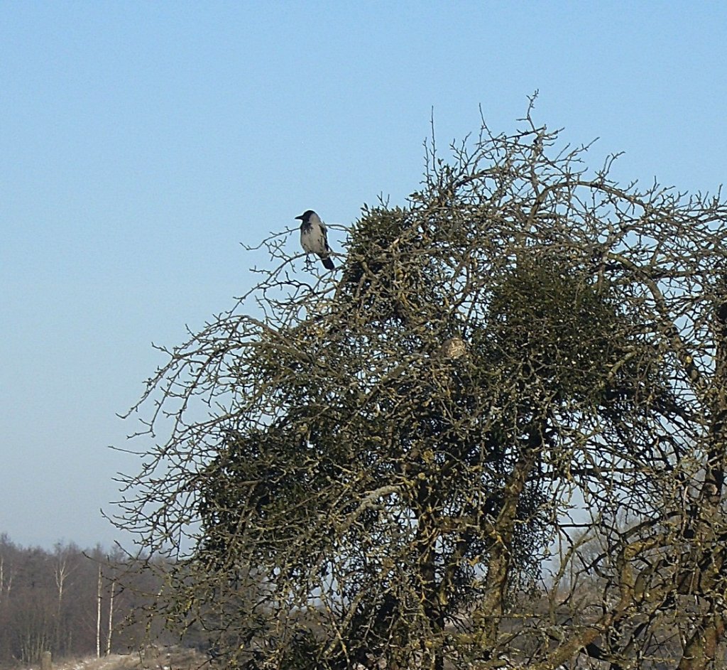 Wrona siwa.