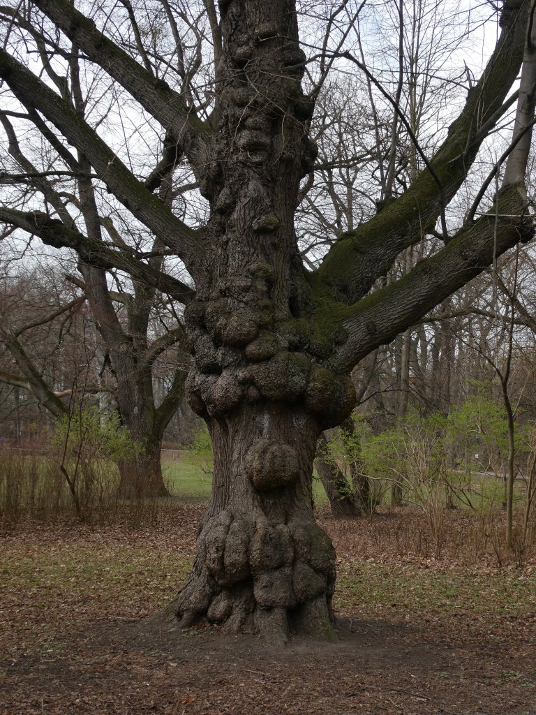 Przybysz