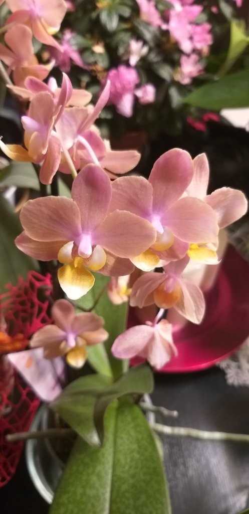 Phalaenopsis