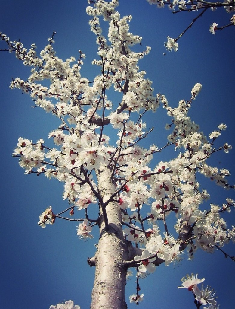 Cherry blossom. Insp.