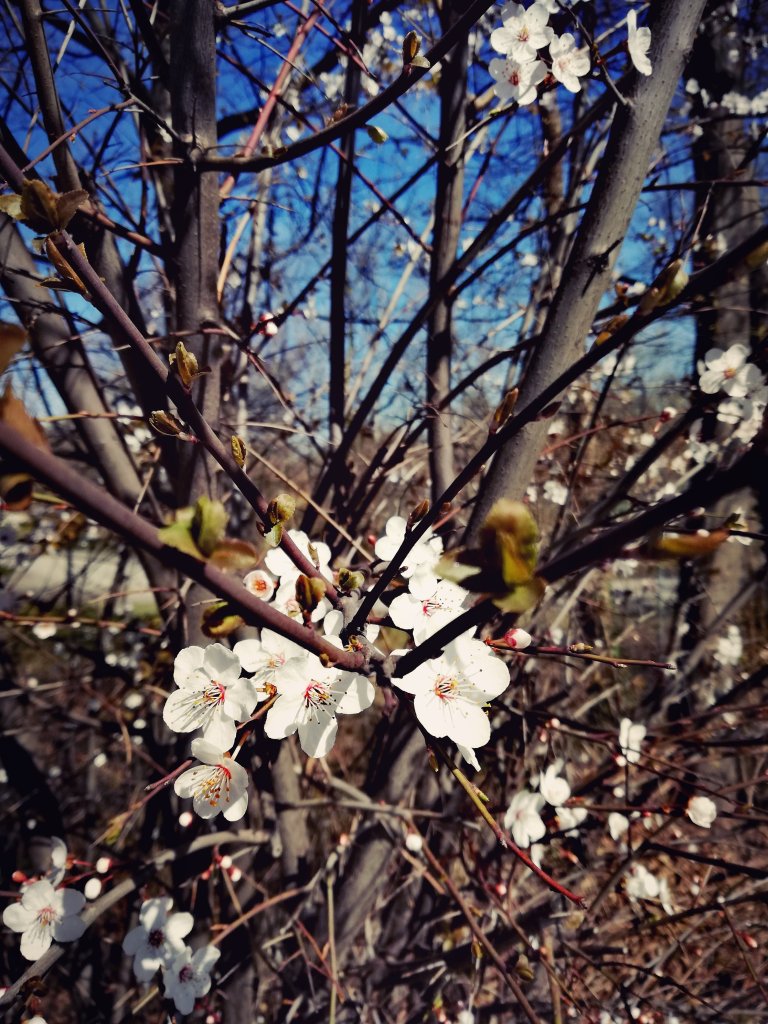 Cherry blossom. :)