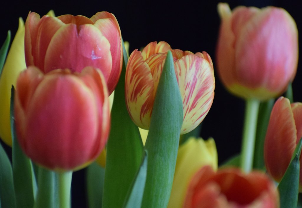 Tulipany.