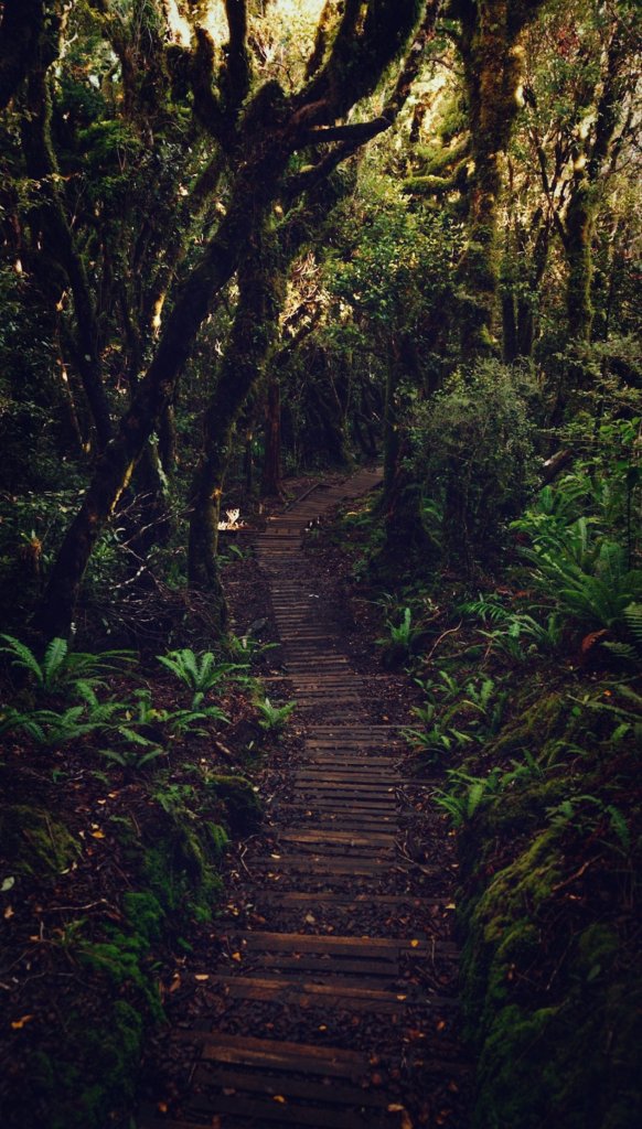 Path... Insp.