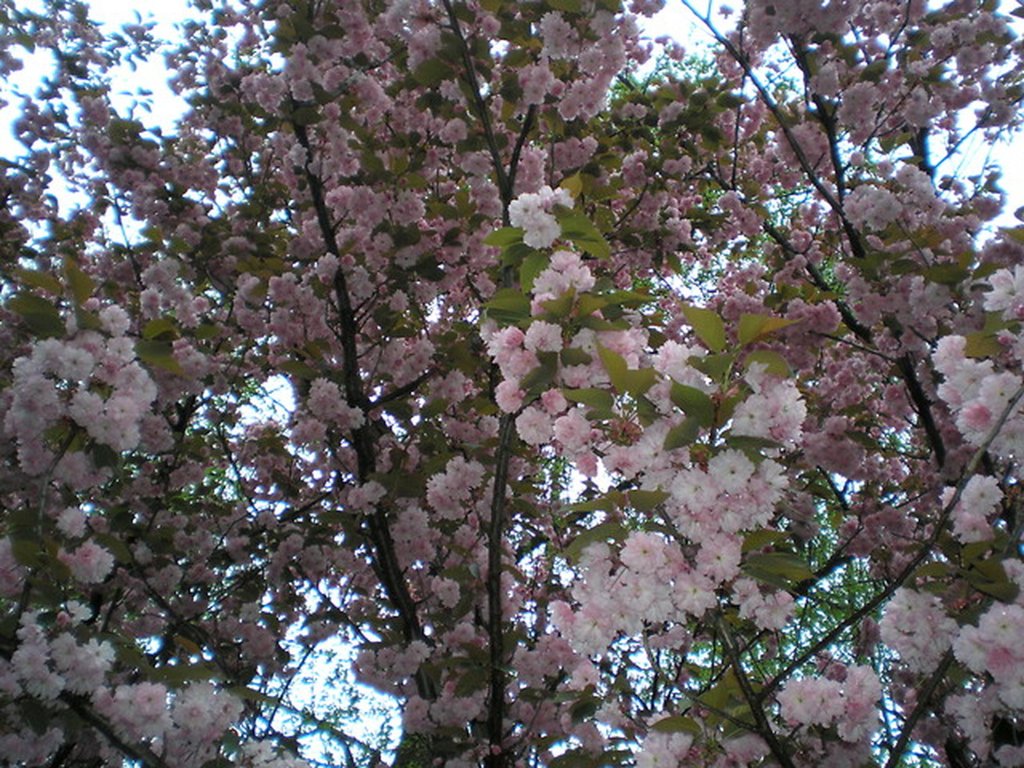 Wspomnienia.