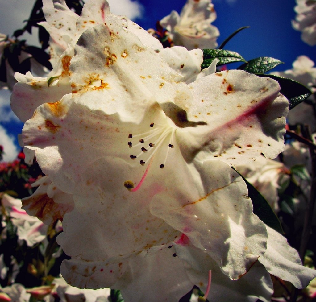 Flower power. Insp.