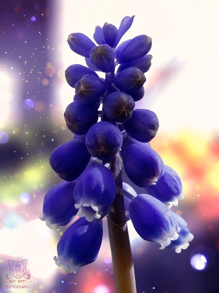 HELLO SPRING w kadrze *SZAFIREK*