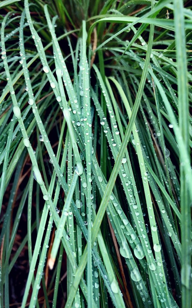 Rainy day. Grass. Insp.