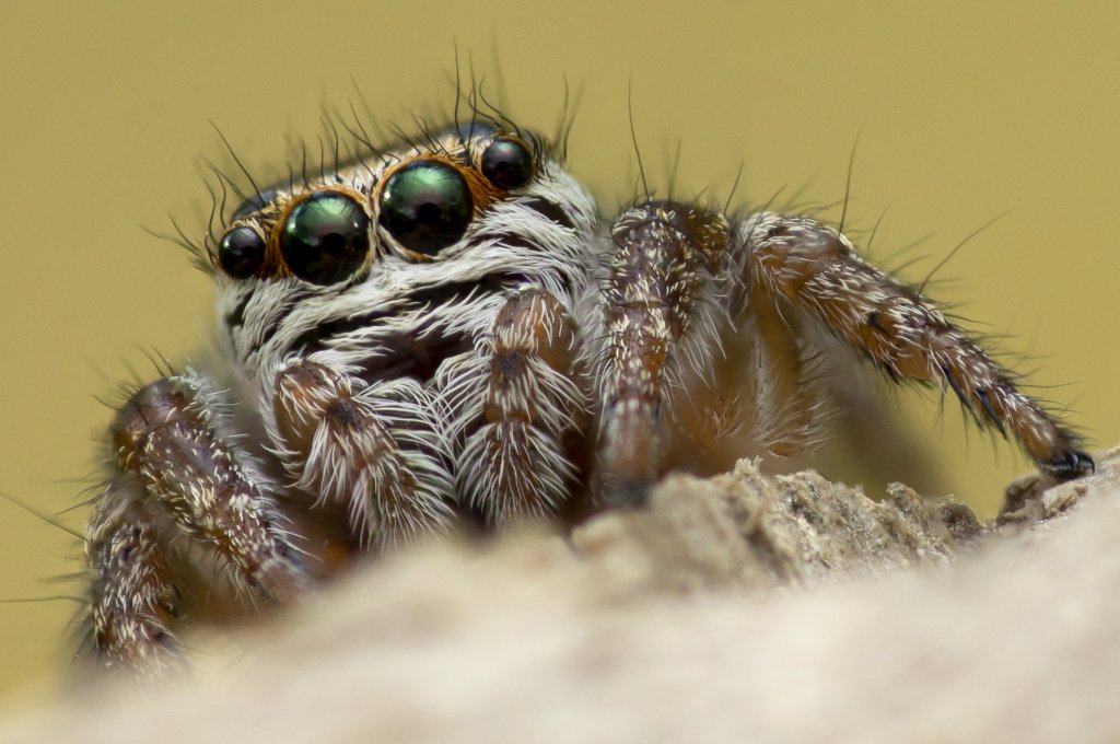 Evarcha Arcuata