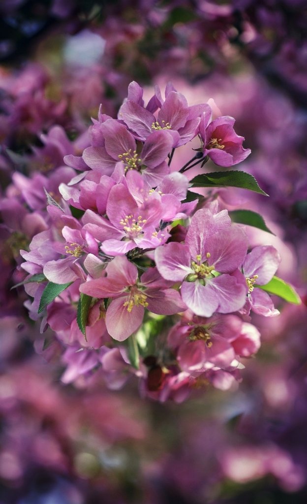Pink flowers. Insp.