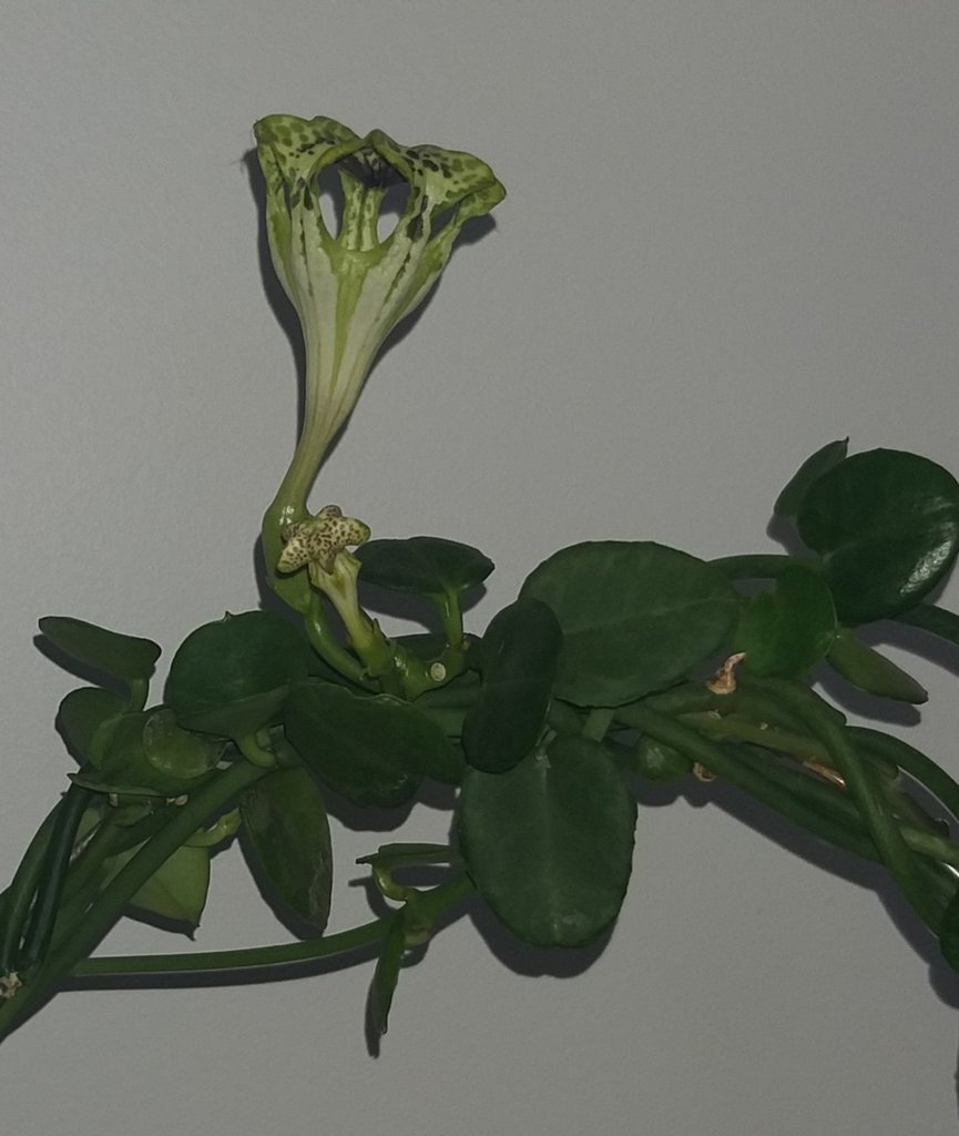 Ceropegia sandersonii.