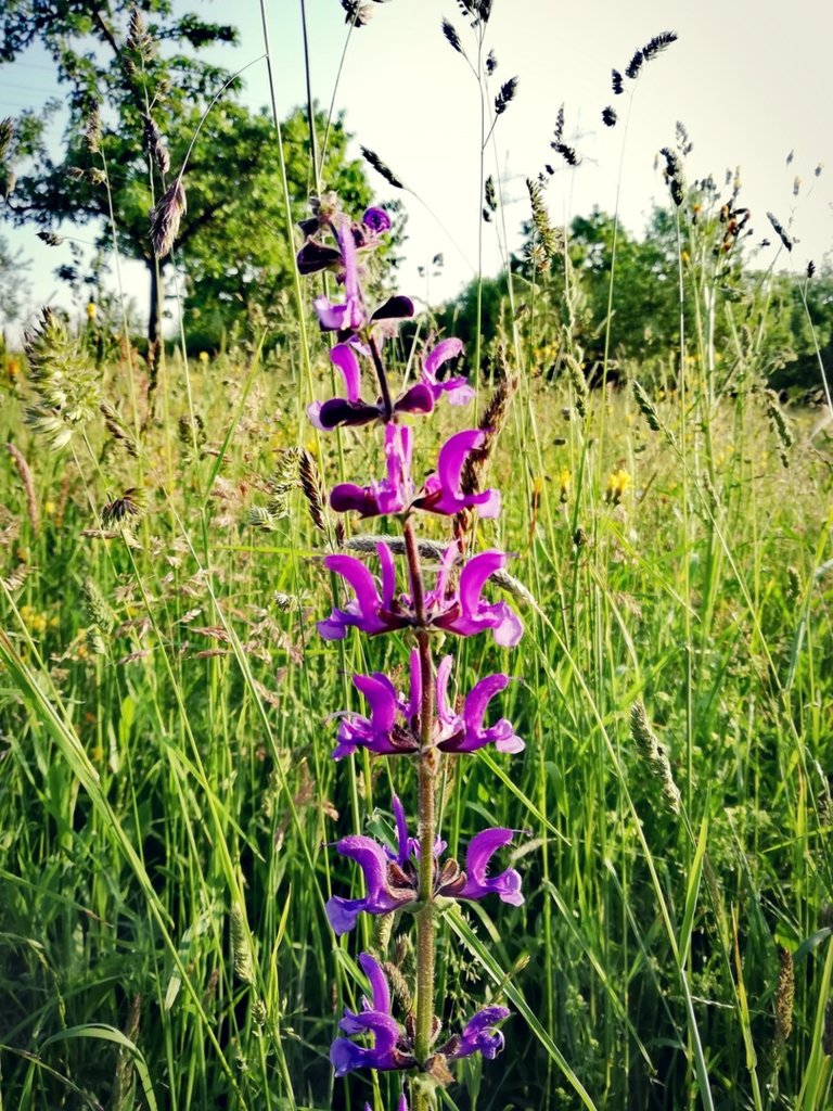 Flower. ;)