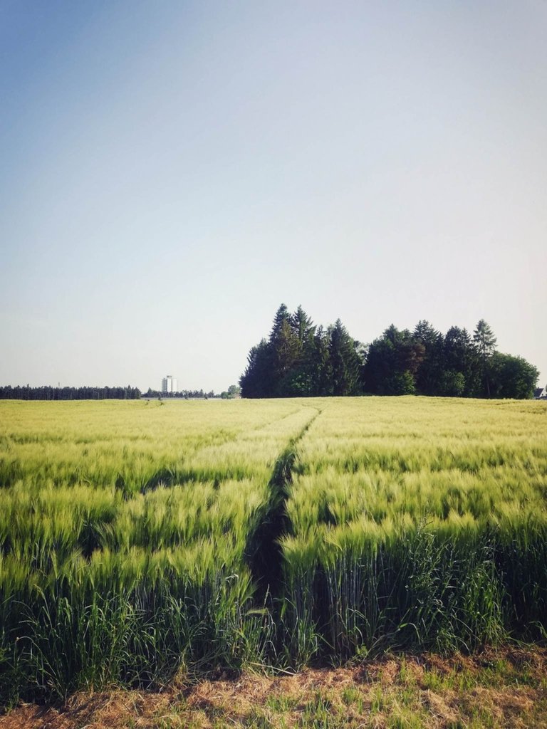 Path. Nature. ;)