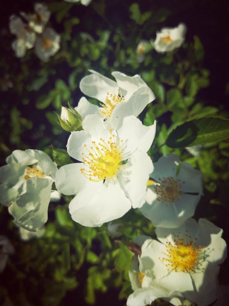 White flowers. ;)