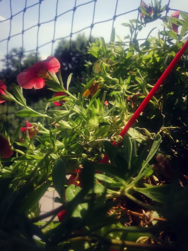 Flowers. :)