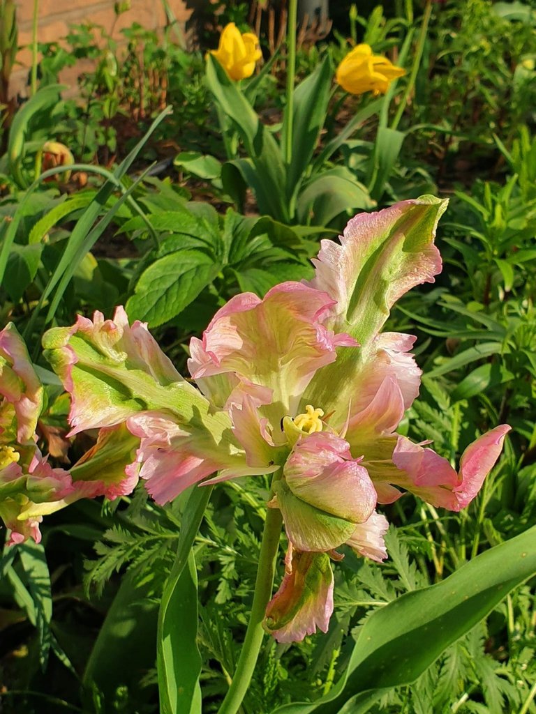 tulipan papuzi!