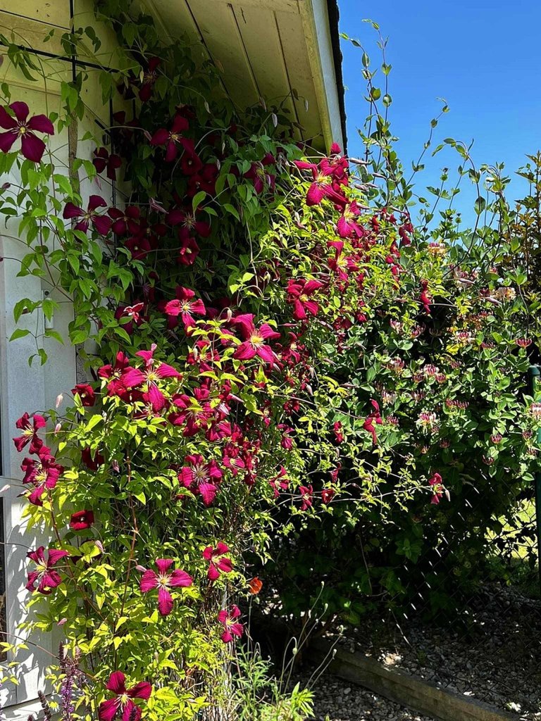 clematis ...