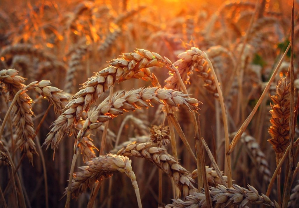 Grain. Insp.