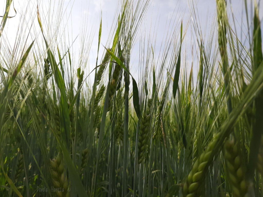lato