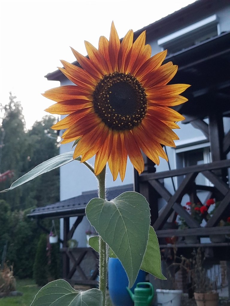 hello sunshine