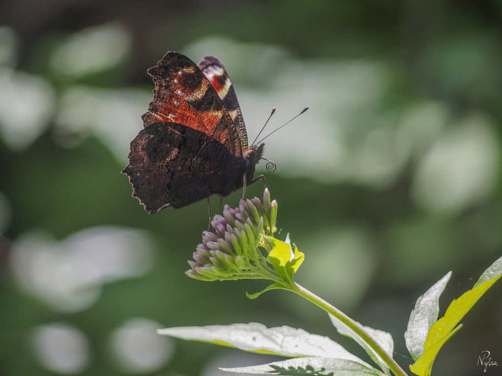 Aglais io