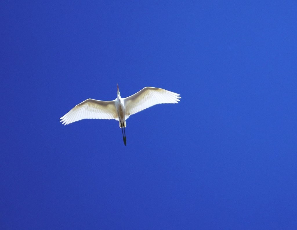 Or fly
