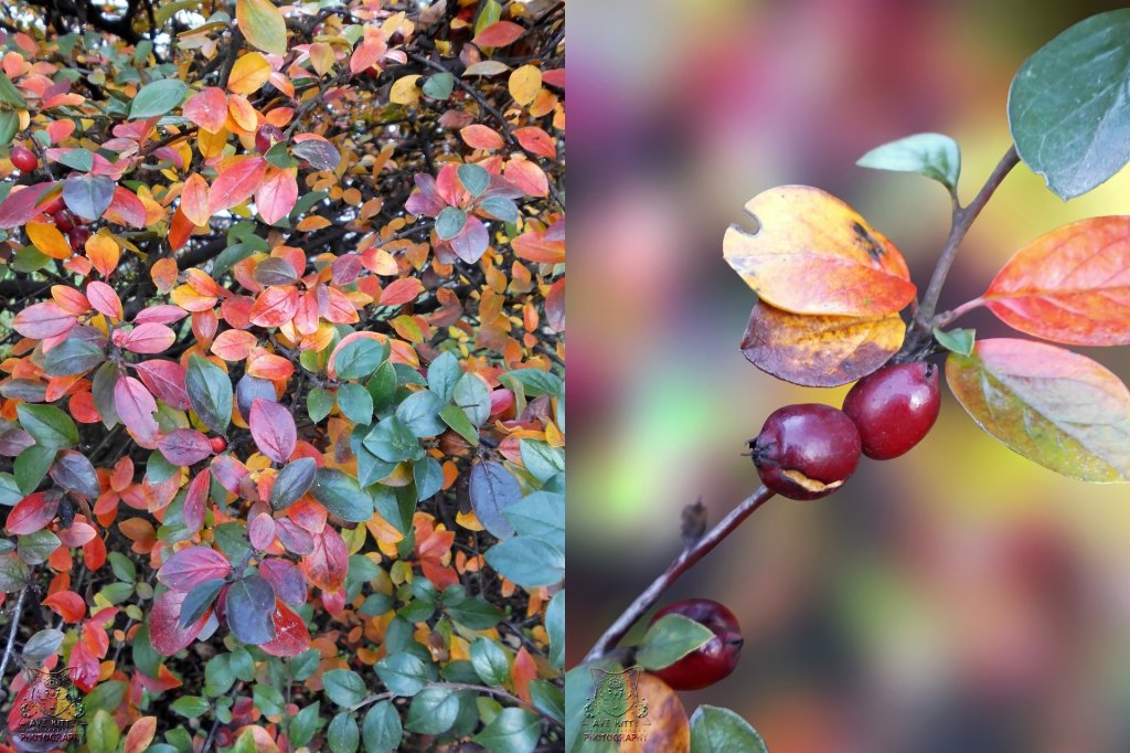 AUTUMN COLORS