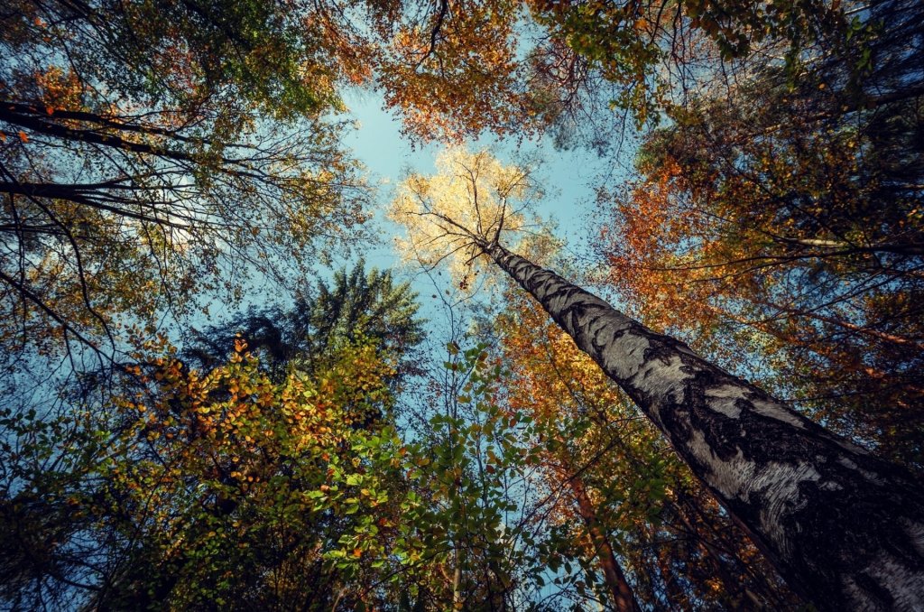 Tree. Insp.