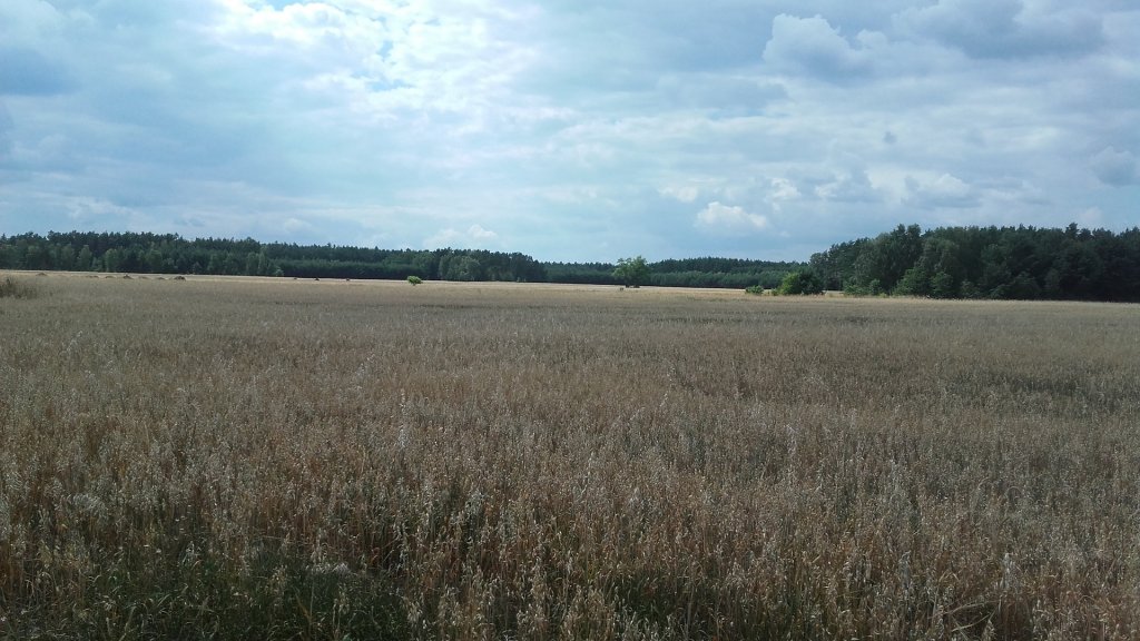 Pogorzeliska 2018r, field
