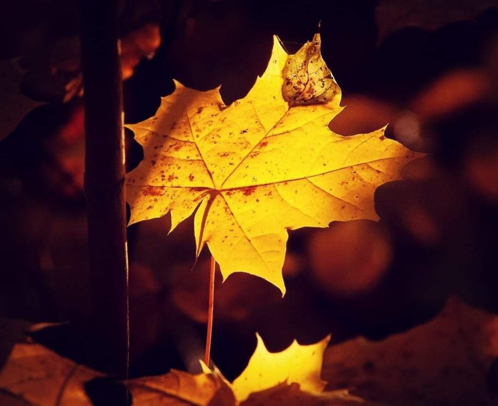 Maple... Insp.