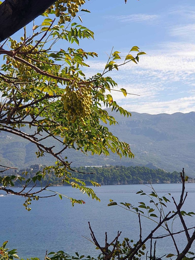 Budva