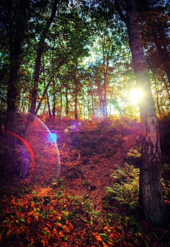 Fall. Insp.