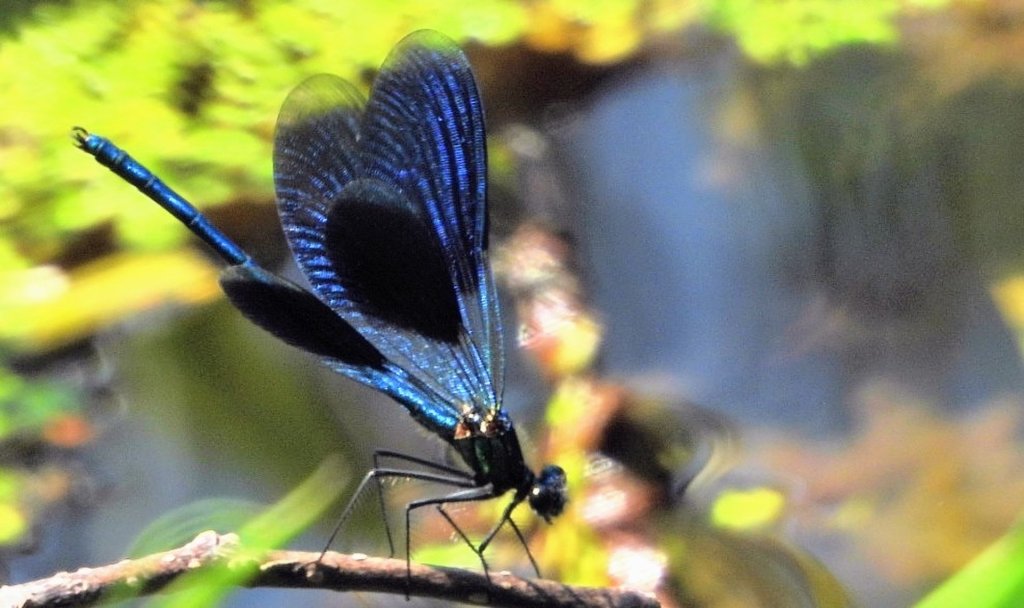 Natura