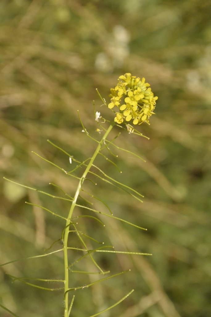 wiosna