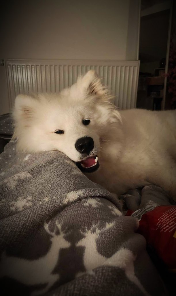 Wilku