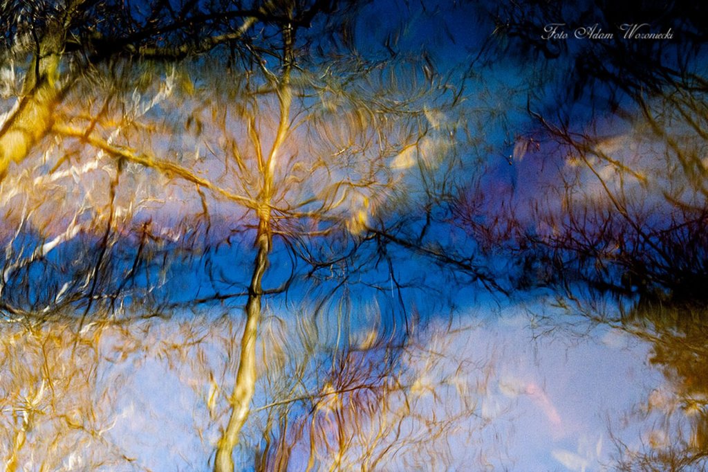 Abstract Tree Water  Blue