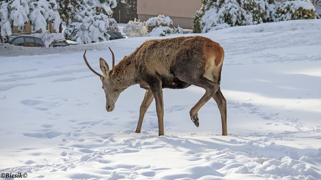 Jelonek na osiedlu.