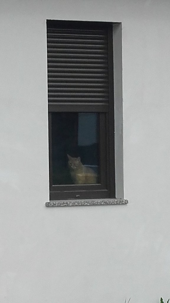 Kotek