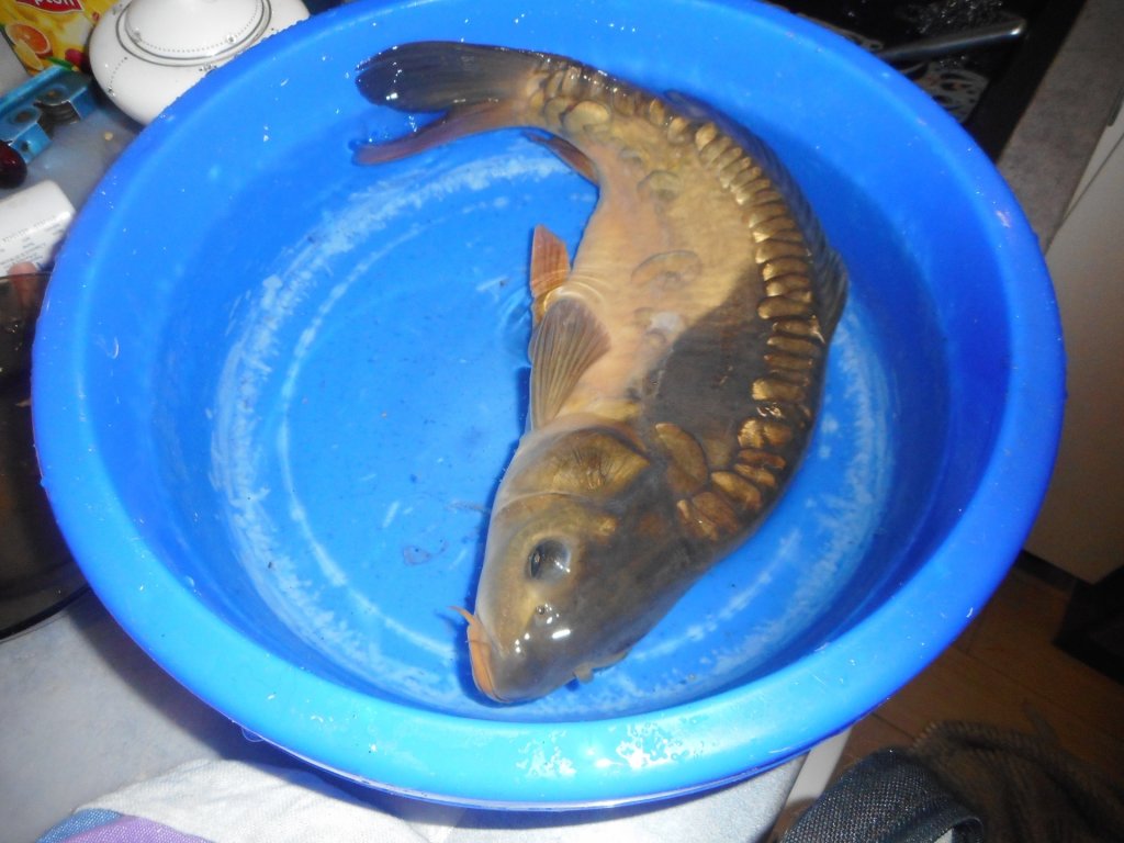 Karp Benedykt