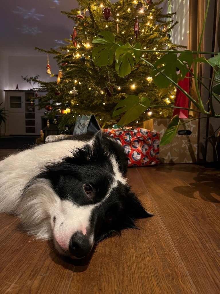 Dog