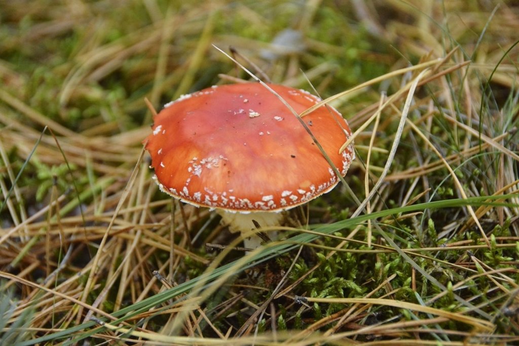 jesien