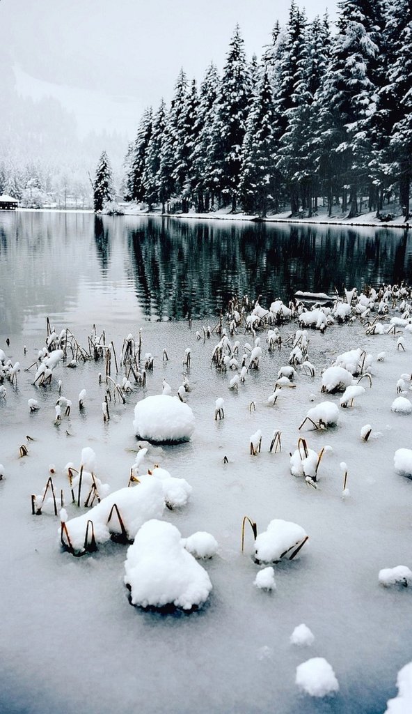 Winter scenery. Insp.