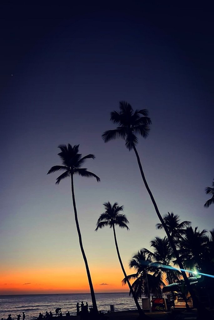 Palm trees. Insp.