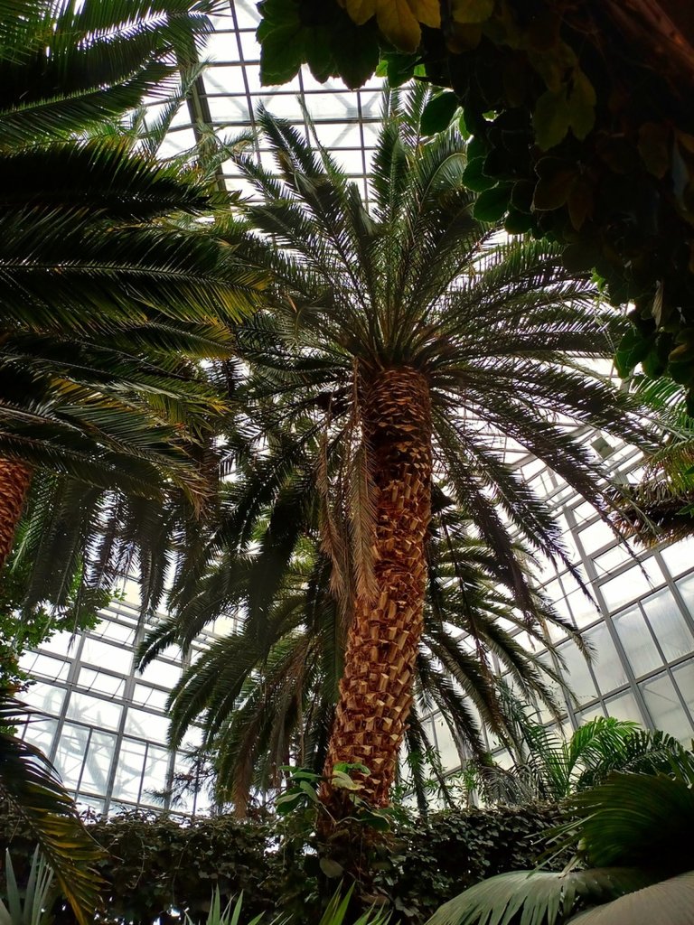 Palmiarnia Gliwice
